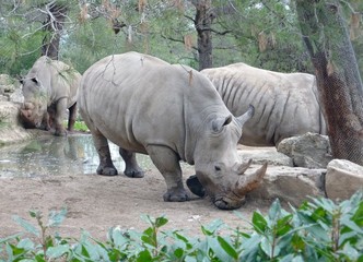 Rhinoc&eacute;ros