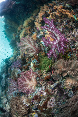 Colorful Coral Reef