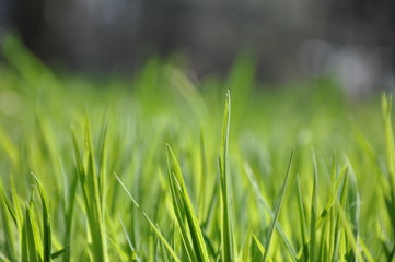 Grass background