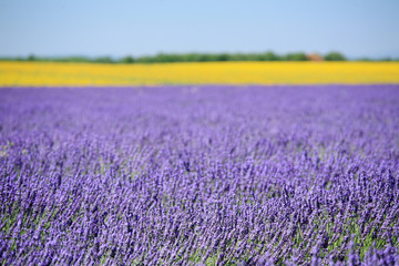 valensole provenza francia campi di lavanda fiorita