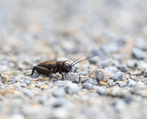 Cricket Wildlife Macro