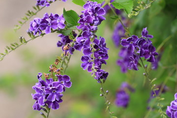 purple flowers