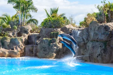 Zelfklevend Fotobehang Dolfijn Dolphins