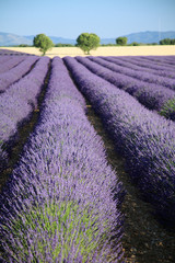valensole provenza francia campi di lavanda fiorita coltivazione