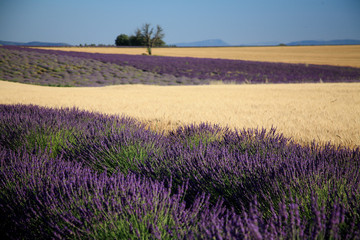 valensole provenza francia campi di lavanda fiorita