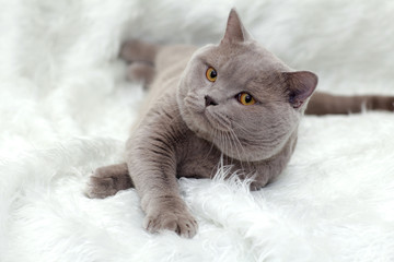 gray British cat on a white background