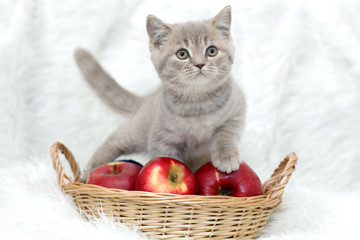 gray kitten with red apples