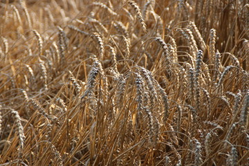 Fototapeta premium Getreide auf einem Feld