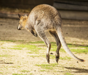 Hopping wallaby