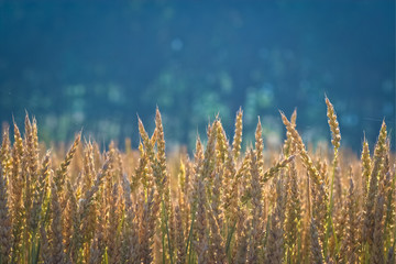 in a wheat field