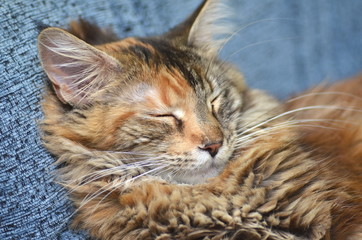 śpiąca piękna młoda kotka rasy maine coon  - obrazy, fototapety, plakaty