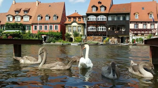 Bamberg Klein Venedig (Schwanenjunge)