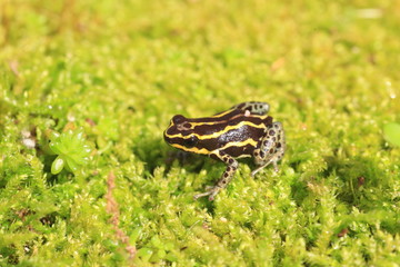 Ventre Poison Frog (Ranitomeya ventrimaculata) in Ecuador