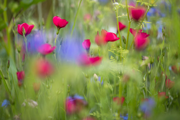 Blumenwiese 2