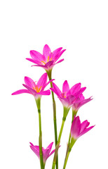 Beautiful pink flowers isolated on white background