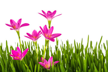 Beautiful pink flowers and fresh spring green grass isolated on
