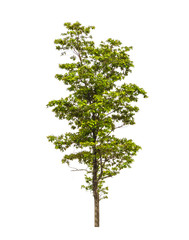 Tree isolated on a white background
