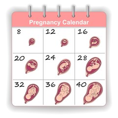 Growth of a human fetus on the weeks calendar
