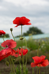 Obraz premium 赤いポピー