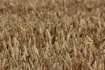A wheat field with spikes