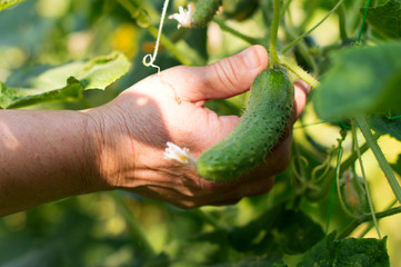 The process of harvesting ripe cucumbers