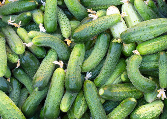Texture - a large number of ripe, green, fresh cucumbers