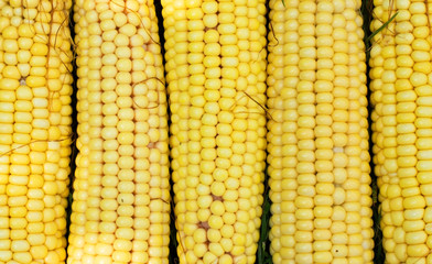 Texture - yellow cobs fresh corn