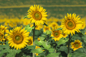 Fototapeta premium Tournesol