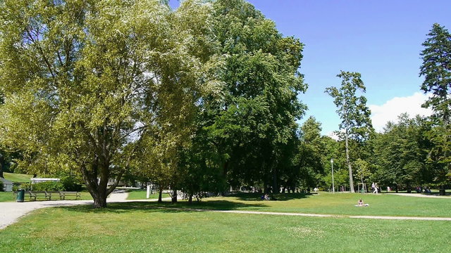 green trees and grass in a park