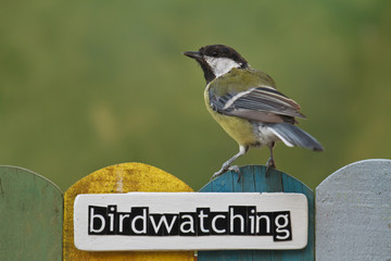 Bird perched on a fence decorated with the word birdwatching