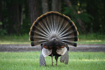 Wild turkey fanned