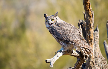 Fototapeta premium Great-horned Owl, Arizona