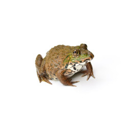 Frog on White