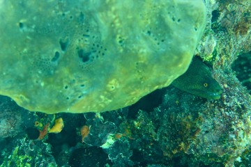 Coral Reef, tropical fish and ocean life in the caribbean sea