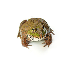 Frog on White
