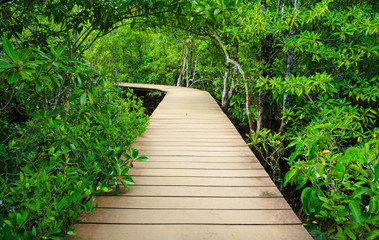 Path to the jungle,Trang,Thailand