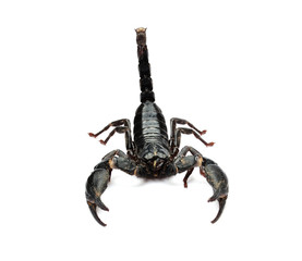 Scorpion on white background.