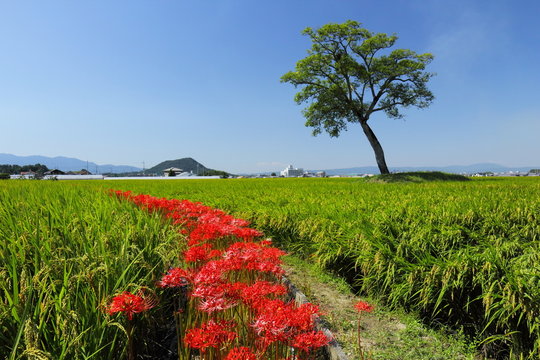 8 Best 古宮土壇 Images Stock Photos Vectors Adobe Stock