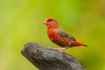 Male Red Avadavat(Amandava amandava) on the wood