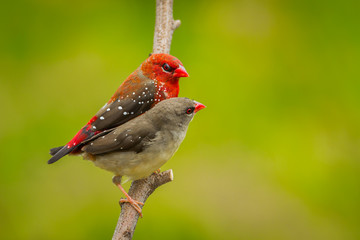 Couple of Red Avadavat(Amandava amandava) on the branc