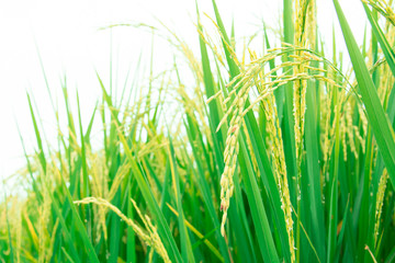 paddy rice field