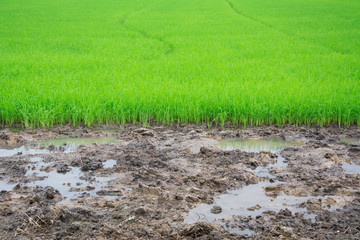 Rice Seedlings Field