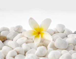 Fototapeta na wymiar pebbles with frangipani flower