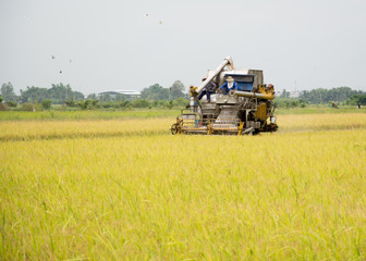 Obraz premium farm worker harvesting rice with tractor in Thailand