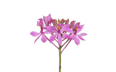 Fototapeta na wymiar single pink orchid isolated on white background