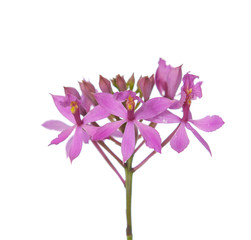 single pink Orchid isolated