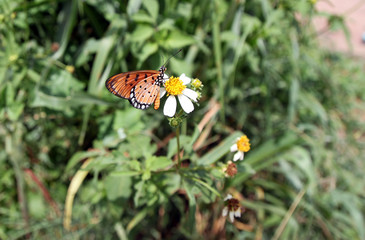 Butterfly in summer