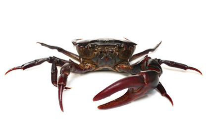 crab isolated on white background