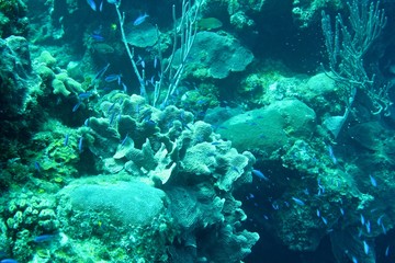 Naklejka na ściany i meble Coral Reef, tropical fish and ocean life in the caribbean sea