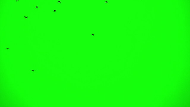 Flock of Birds. Chroma Key 1